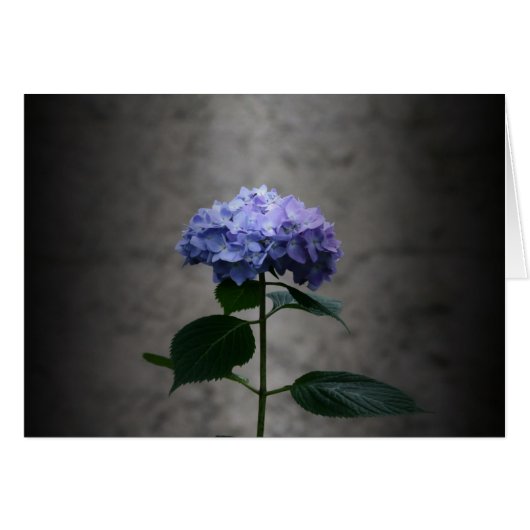 "hydrangea" by Larry Coressel Cards (Front Horizontal)