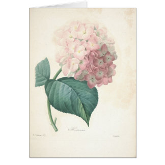Hydrangea by Redoute Botanical Sympathy Card
