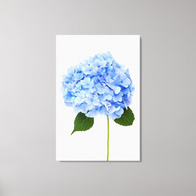 Hydrangea Canvas Print (Front)