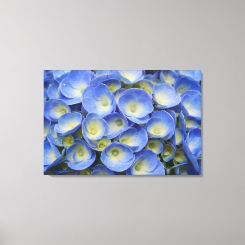 Hydrangea Canvas Print