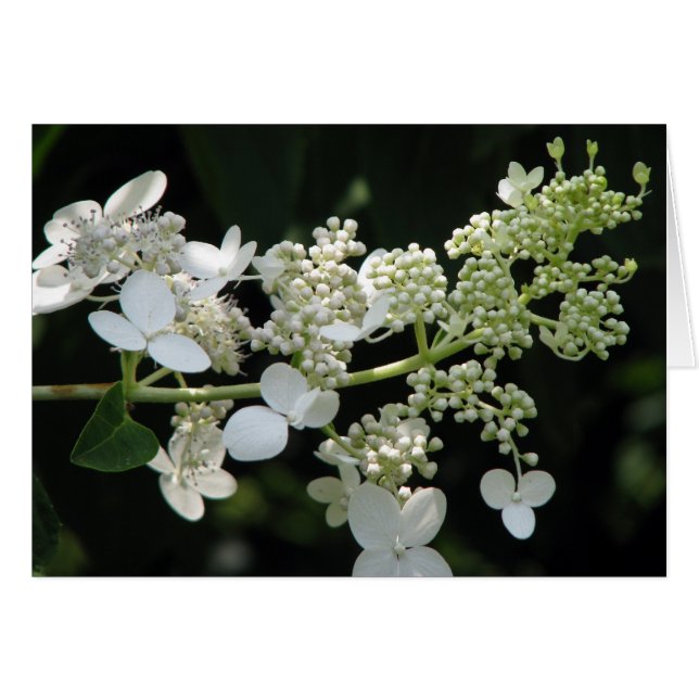 Hydrangea Cards (Front Horizontal)
