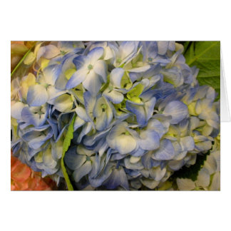 Hydrangea Cards