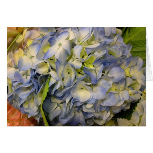 Hydrangea Cards (Front Horizontal)