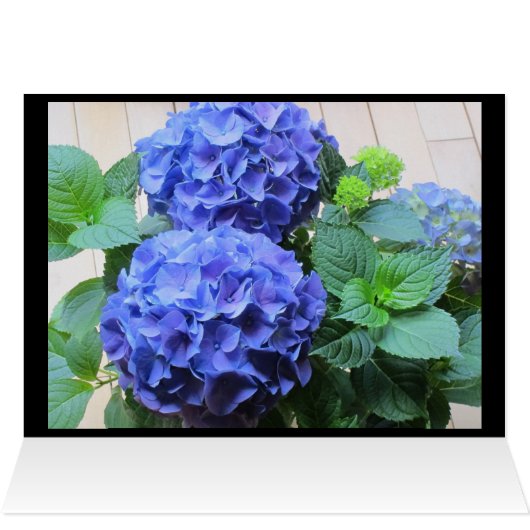 Hydrangea Cards (Inside Horizontal (Top))