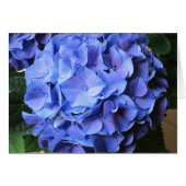 Hydrangea Cards (Front Horizontal)