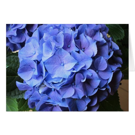 Hydrangea Cards (Front Horizontal)