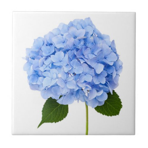 Hydrangea Ceramic Tile