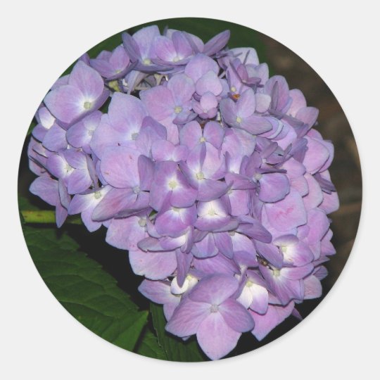 Hydrangea Classic Round Sticker