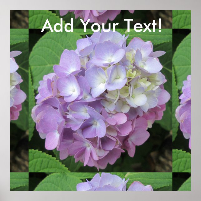 Hydrangea Colorful Flower Poster (Front)