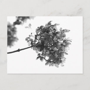 Hydrangea Dried Flower Postcard