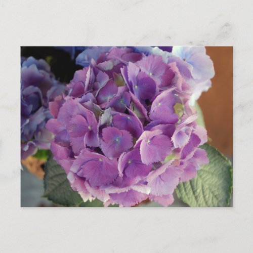 Hydrangea floral flower photo postcard