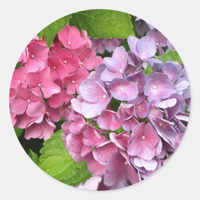 Hydrangea Floral Stickers (Front)