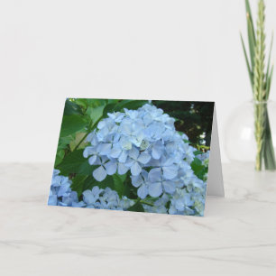 Hydrangea Flower Cards Blue Hydrangeas Garden