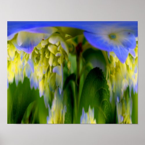 Hydrangea Flower Fantasy Floral Abstract  Poster