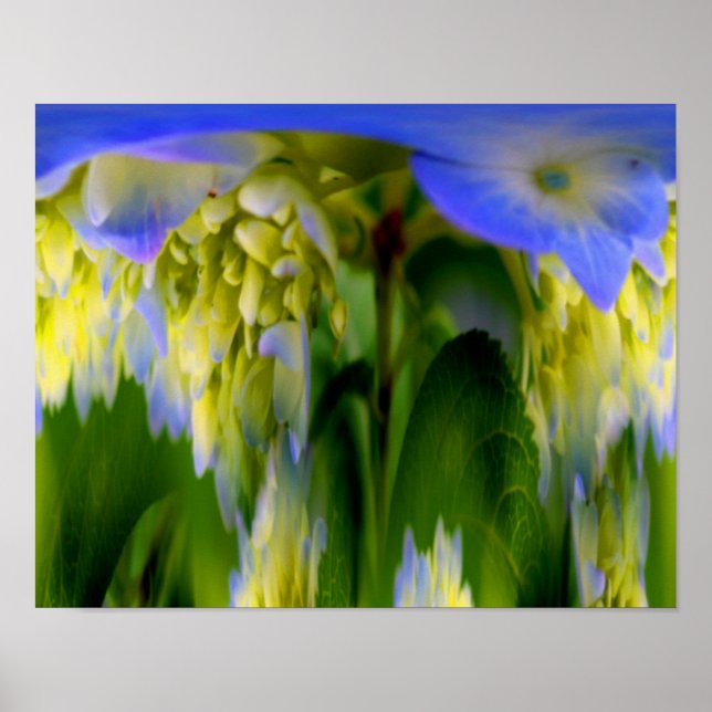 Hydrangea Flower Fantasy Floral Abstract  Poster (Front)