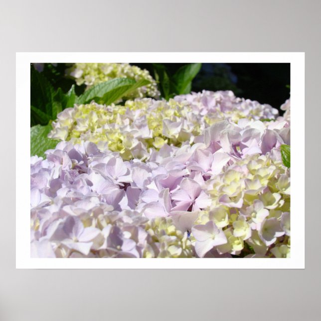 Hydrangea Flower Garden Fine art prints Hydrangeas (Front)