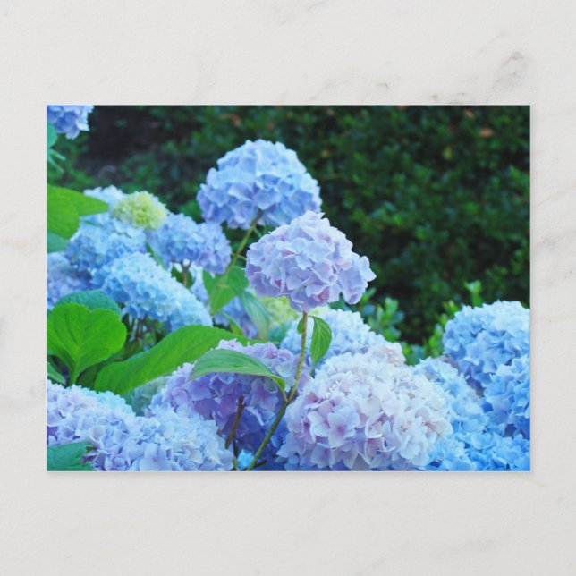 Hydrangea Flower Garden postcards Blue Hydrangeas (Front)