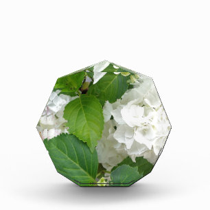 Hydrangea Flower Green White Nature Garden Plants Acrylic Award