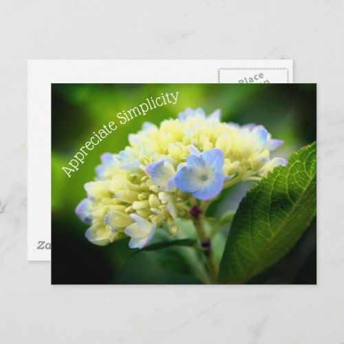 Hydrangea Flower Simplicity Inspirational  Postcard