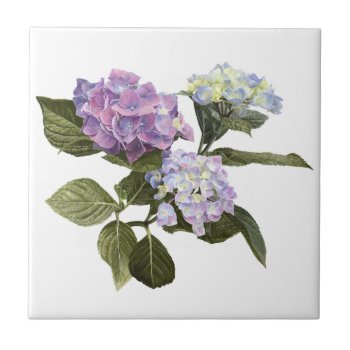 Hydrangea Flowers Ceramic Tile by Eclectic_Ramblings at Zazzle