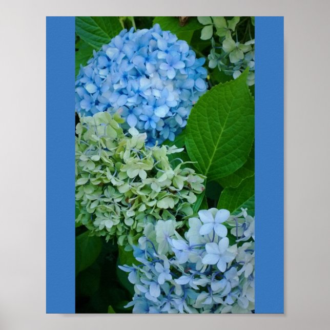 Hydrangea Flowers Poster (Front)
