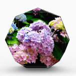 Hydrangea garden, pink, blue, purple floral acrylic award<br><div class="desc">Romantic classic old fashion colorful hydrangeas. Beautiful photograph - blues purples pinks and greens. Photograph from my garden.</div>