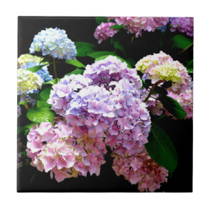 Hydrangea garden, pink, blue, purple floral ceramic tile