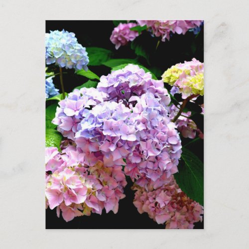 Hydrangea garden pink blue purple floral postcard