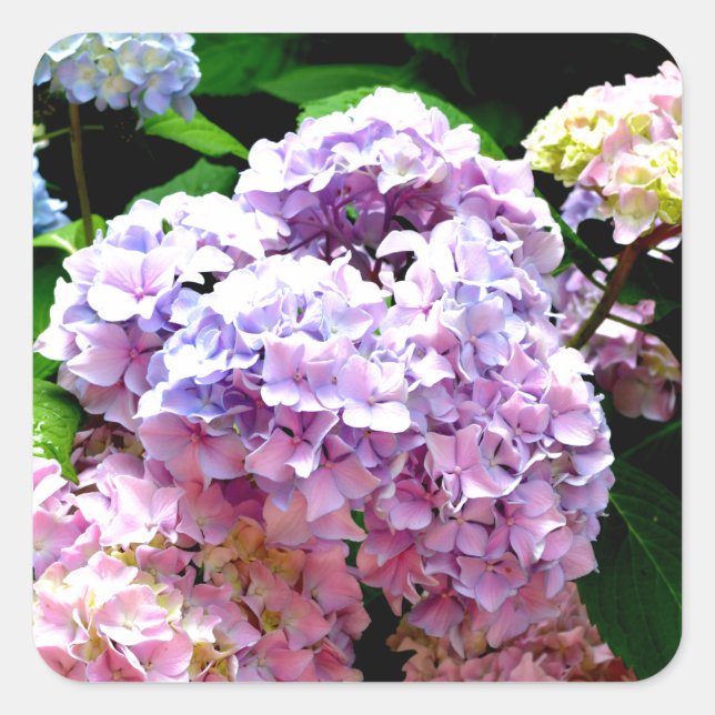 Hydrangea garden, pink, blue, purple floral square sticker (Front)