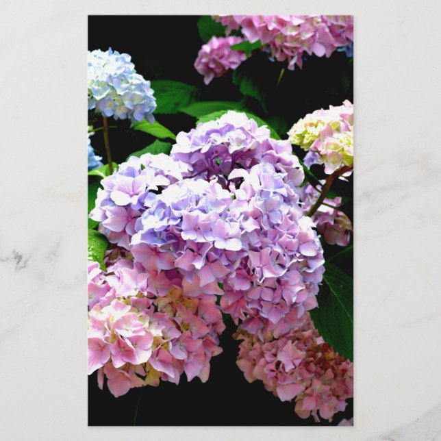 Hydrangea garden pink floral blue purple floral stationery (Front)