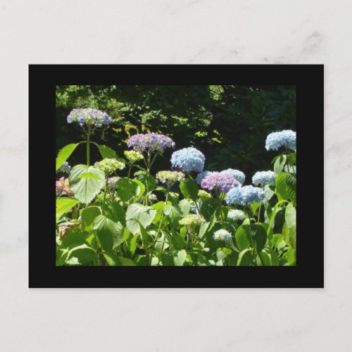 Hydrangea Garden Postcard
