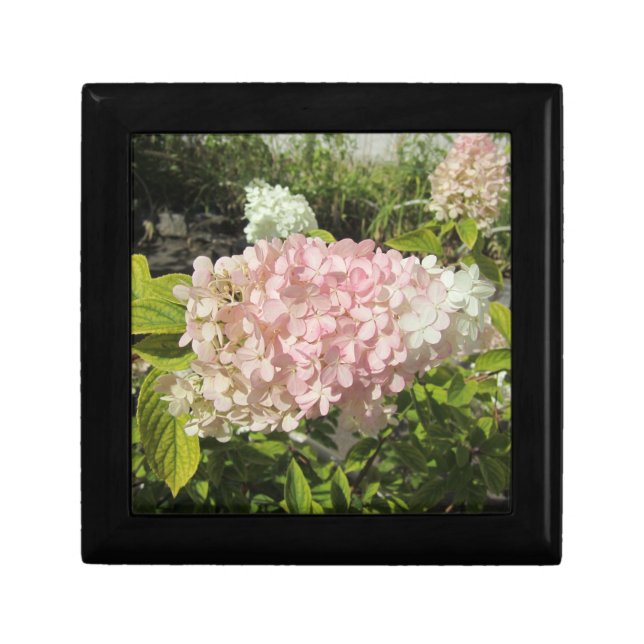 Hydrangea Grandiflora  Gift Box (Front)