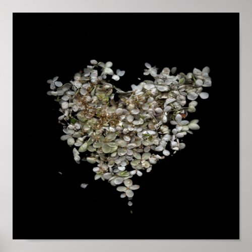 Hydrangea Heart Botanical Poster