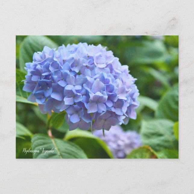 Hydrangea "Jogasaki" Postcard (Front)