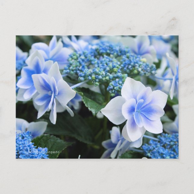 Hydrangea 'Konpeito' [Postcard] Postcard (Front)