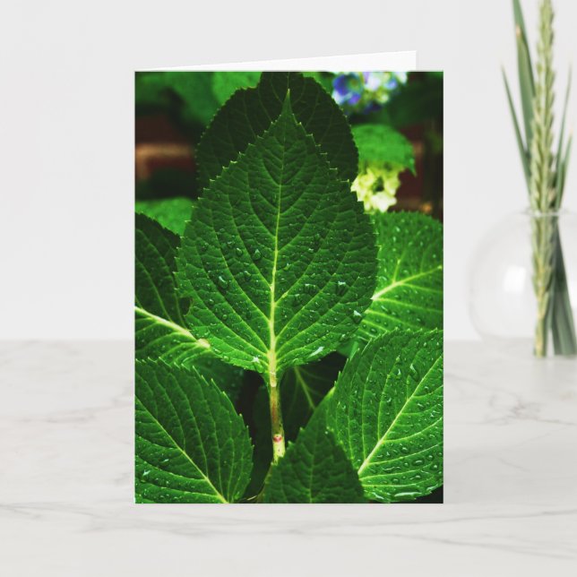 "hydrangea leaves '' card (Front)