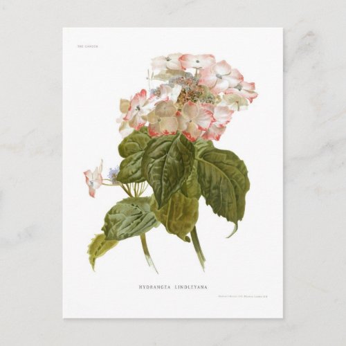 Hydrangea lindleyana postcard