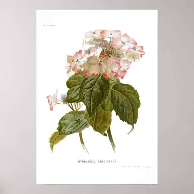 Hydrangea lindleyana poster (Front)