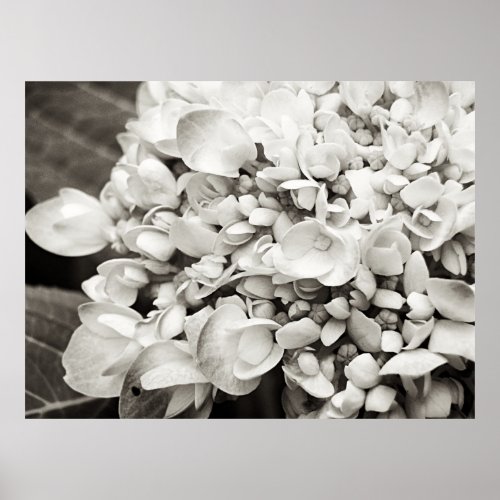 Hydrangea Macro Black and White Photography Poster