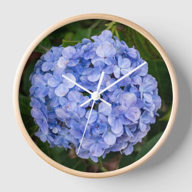 Hydrangea macrophylla clock (Front)
