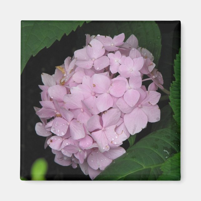 Hydrangea Magnet (Front)