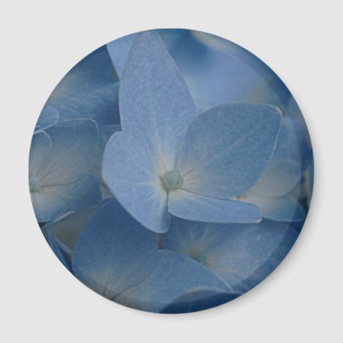 hydrangea magnet