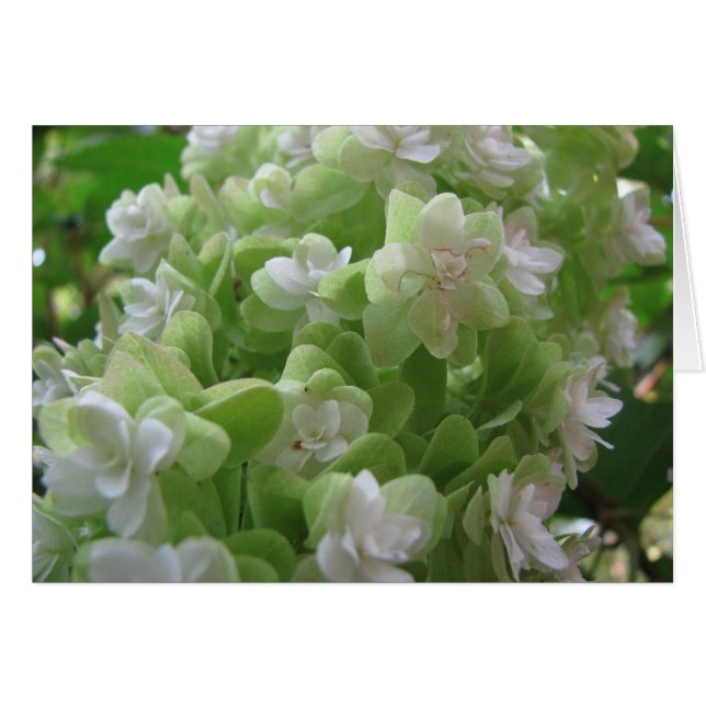 hydrangea oak cards (Front Horizontal)
