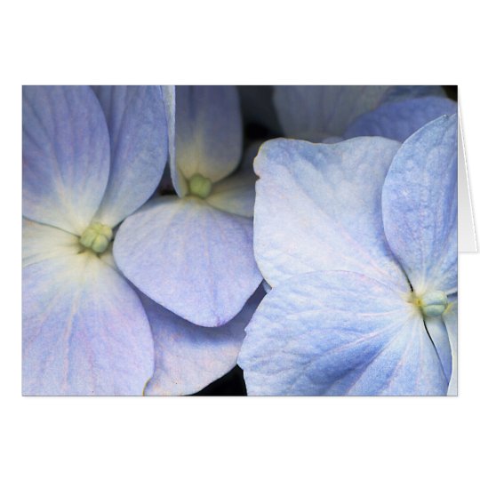 Hydrangea Petals Greeting Card