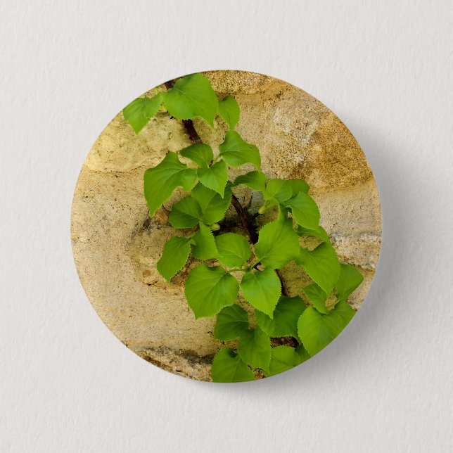 Hydrangea petiolaris Badge Button (Front)