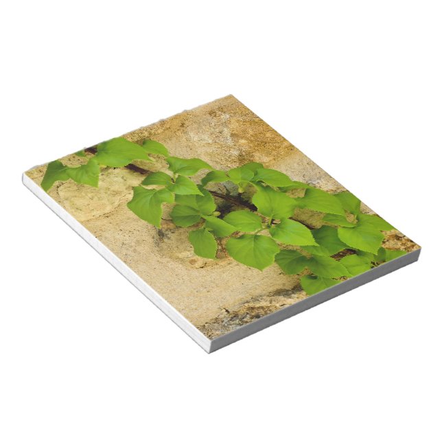 Hydrangea petiolaris notepad (Angled)