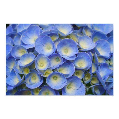 Hydrangea Photo Print