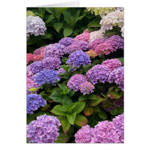 Hydrangea Photograph Cards