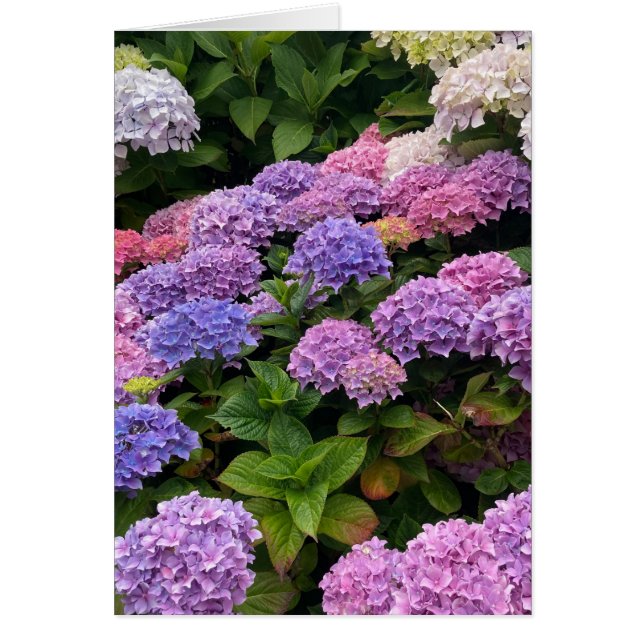 Hydrangea Photograph Cards (Front)