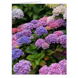Hydrangea Photograph Cards